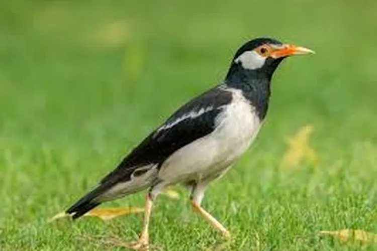 Burung Jalak Suren/Jalaksuren.net