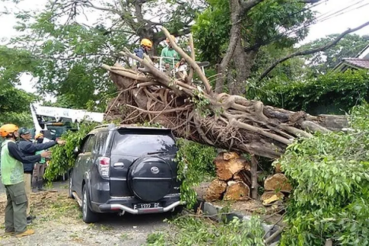 Cuaca ekstrem membuat sejumlah pohon tumbang di Kota Bogor/ dok BPBD