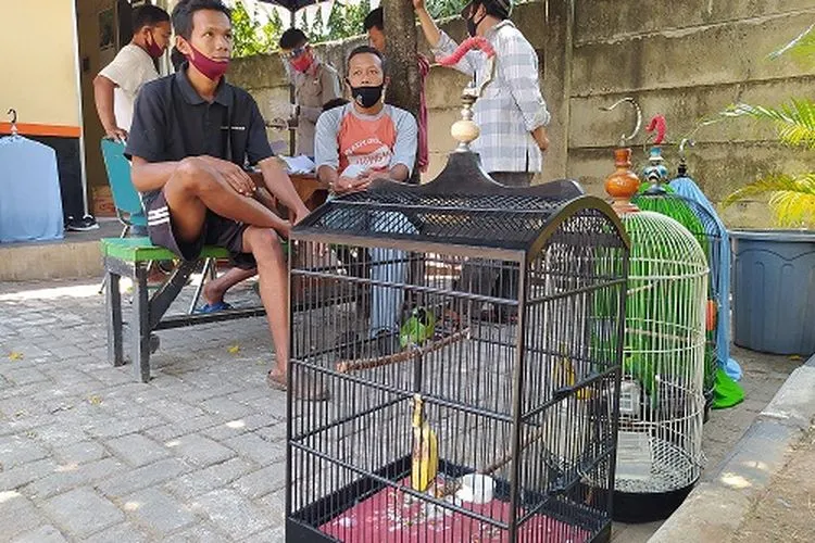 Kariono saat mengurus surat izin kepemilikan cucak ijo (ayosemarang.com/Vedyana)