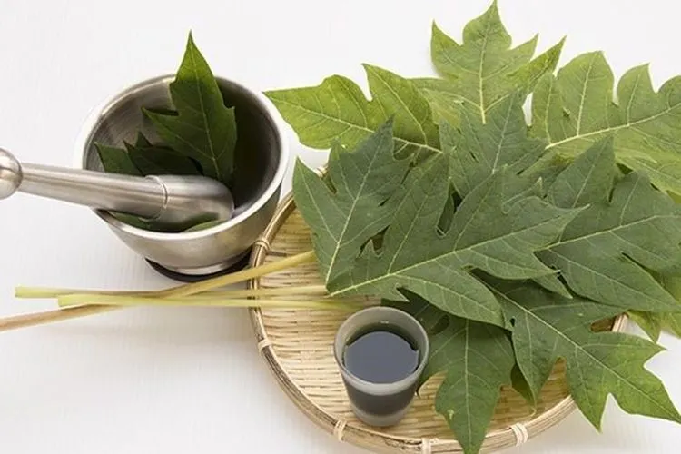 manfaat daun pepaya untuk meredakan demam (Shutterstock)