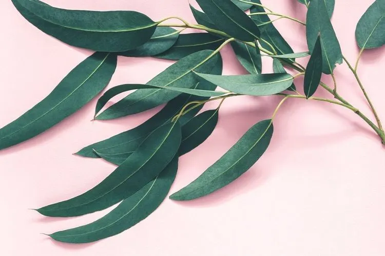 Daun eucalyptus (healthline.com)