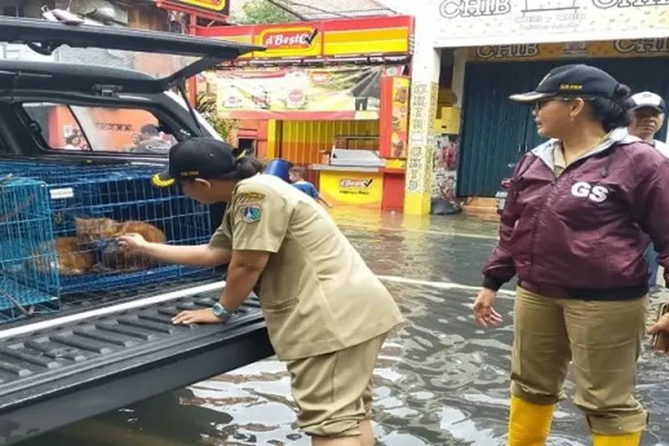 Petugas Dinas KPKP Provinsi DKI Jakarta mengevakuasi sejumlah hewan peliharaan warga yang terdampak banjir. (Humas DKPKP DKI Jakarta)