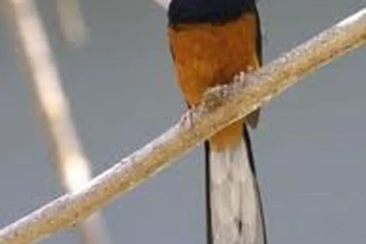 Burung (weebly.com)