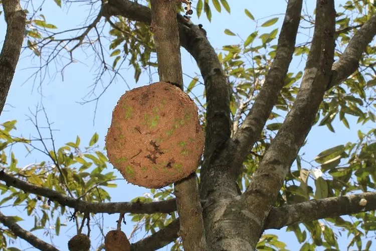 Buah durian gundul (Mongabay Indonesia)