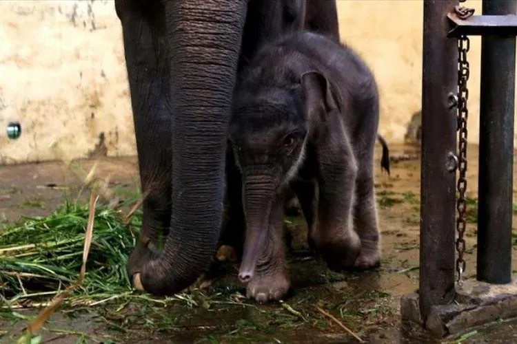 Covid, Gajah Jantan yang Lahir di Taman Safari Indonesia. Induk gajah dan bayinya berada di Taman Safari Indonesia di Bogor, Jawa Barat, Indonesia pada 13 Mei 2020. Petugas Taman Safari Indonesia melaporkan pada 28 April, induk Gajah Sumatera melahirkan seekor bayi gajah jantan yang diberi nama Covid karena lahir di tengah pandemi.  Foto: Eko Siswono Toyudho - Anadolu Agency