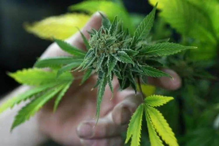 ilustrasi ganja. shutterstock