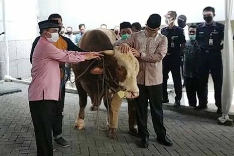 Gubernur Anies Baswedan menyerahkan sapi kurban di Masjid Fatahillah, Balai Kota, Jumat (31/7/2020). (Suara.com/Fakhri Fuadi)
