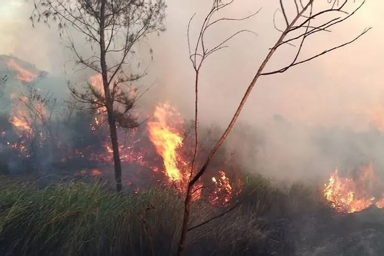 Petugas memadamkan api yang membakar hutan Gunung Welirang di Mojokerto./SINDONews