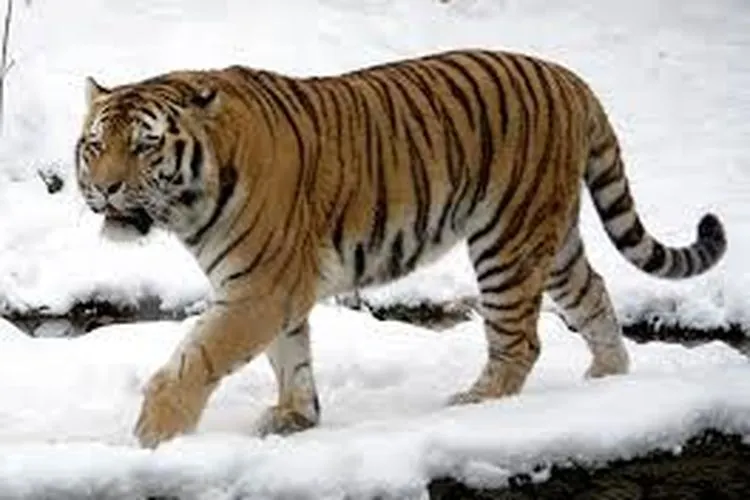 Harimau Siberia (Wikipedia)