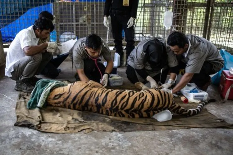 Ilustrasi--Tim dokter hewan memerika kesehatan seekor Harimau Sumatera (Panthera tigris sumatrae) bernama Antan Bintang sebelum dilepasliarkan di PR-HSD Yayasan ARSARI, Dhamasraya, Sumatera Barat, Senin (29/7/2019). Kementerian Lingkungan Hidup bersama Pusat Rehabilitasi Harimau Sumatera Dharmasraya - Yayasan ARSARI Djojohadikusumo (PR-HSD Yayasan ARSARI) melepasliarkan sepasang Harimau Sumatera terdari dari satu ekor Harimau betina bernama Bonita dan satu ekor Harimau jantan bernama Antan Bintang ke kawasa