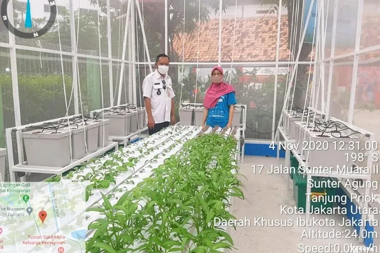 Pertanian perkotaan tanaman hidroponik rumah kaca Kelurahan Sunter Agung/utara.jakarta.go.id