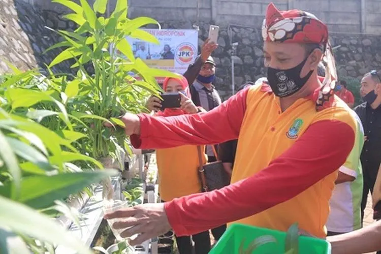 Wakil Wali Kota Bekasi Tri Adhianto Tjahyono melakukan panen sayuran hidroponik (dok Humas Pemkot Bekasi)