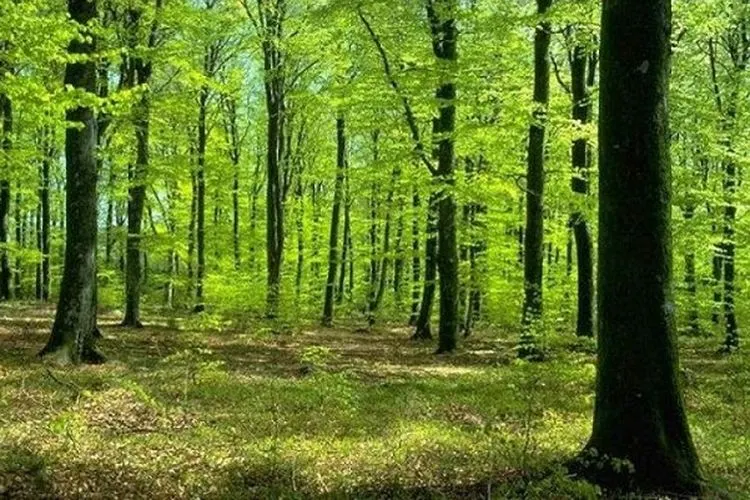 Ilustrasi hutan