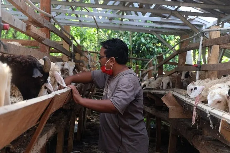 Jaga kondisi ternak jelang Iduladha, Dompet Dhuafa kunjungi mitra ternak di Cilegon (Dok Dompet Dhuafa)