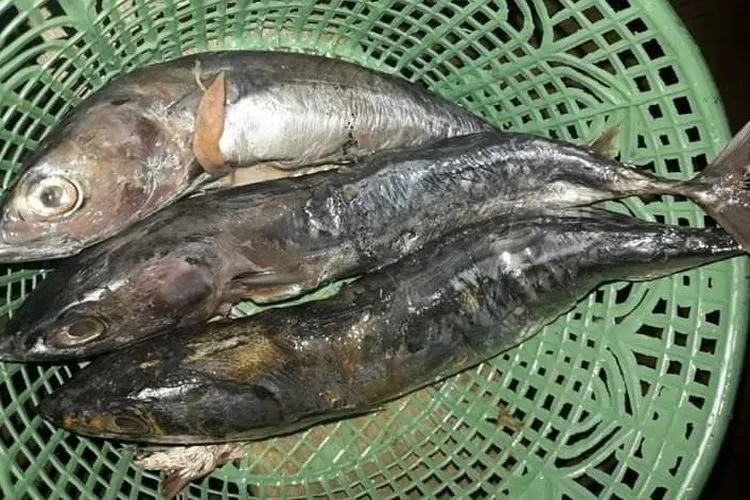 Ikan tongkol BPNT Kemensos PKH yang di bagikan untuk penerima manfaat kecamatan Blado. (dok)