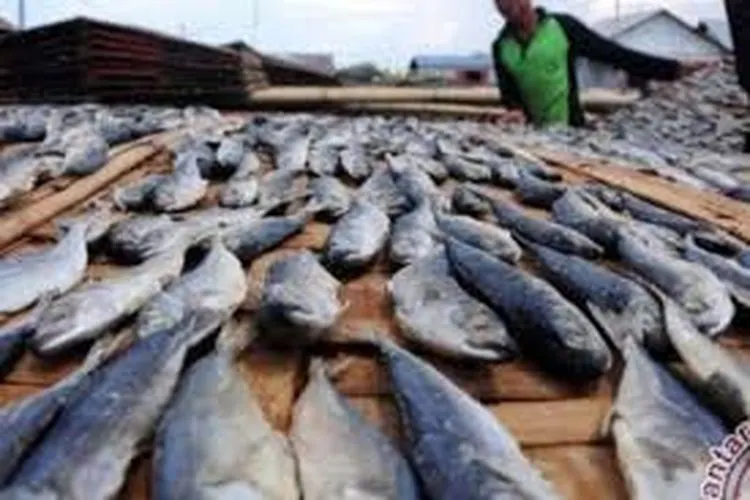 Ilustrasi ikan berformalin (Antara)