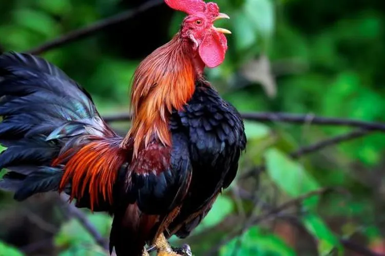 ilustrasi ayam jantan.  (Flickr)