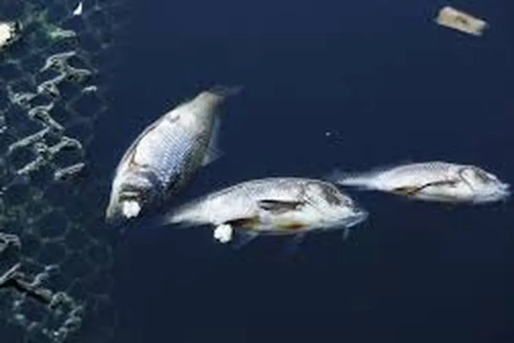 Ilustrasi ikan mati (dok)