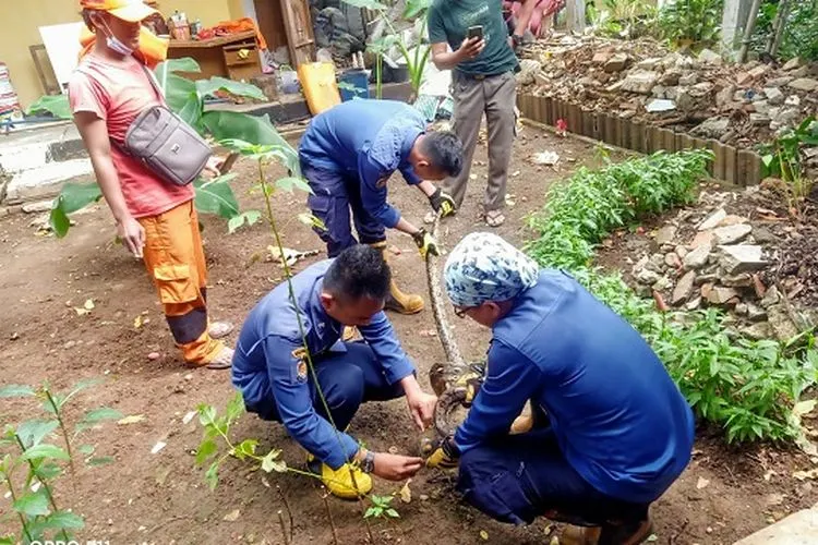 Sudin Gulkarmat Jakut lakukan evakuasi penangkapan ular di pekarangan rumah warga (dok: utara.jakarta.go.id)