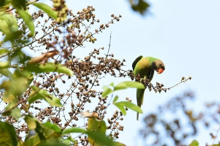 Populasi burung betet biasa (psittacula alexandri) di kawasan Monas, Jakarta. (Dokumen Jakarta Birdwatcher Society)