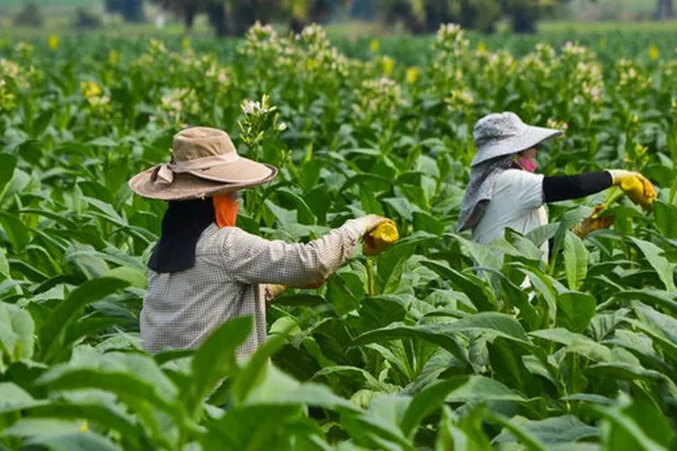 Kebun tembakau. (Shutterstock)