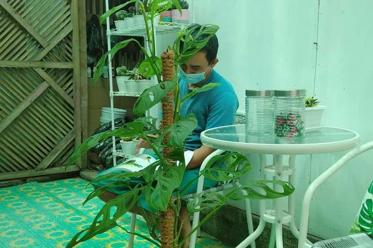tanaman hias janda bolong yang tengah naik daun. (Ayotasik/Irpan Wahab)