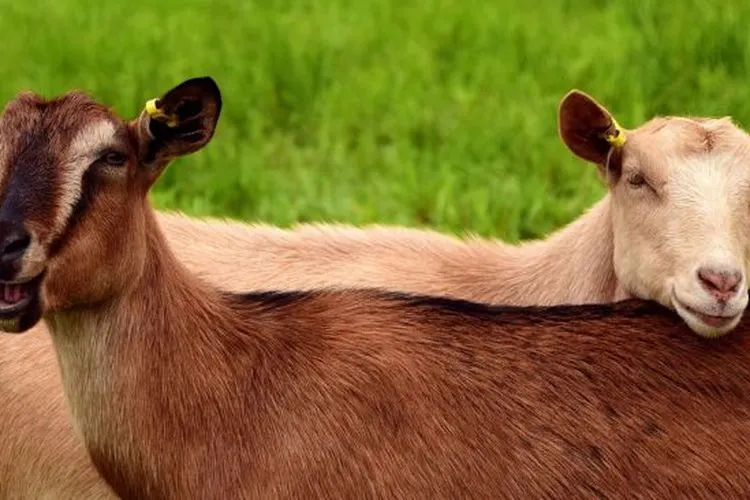 Ilustrasi  Kambing. (Pixabay/Ulrike Leone)