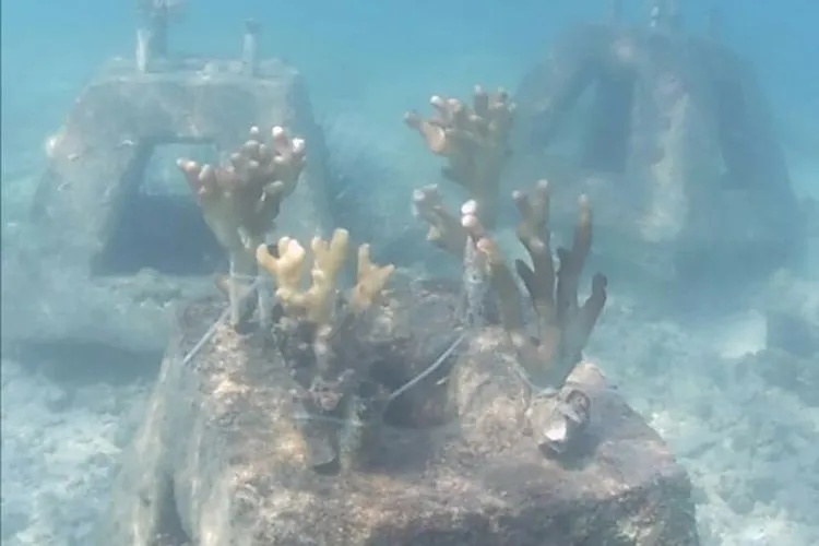 Tambal sulam bibit karang di Perairan Kepulauan Seribu/pulauseribu.jakarta.go.id