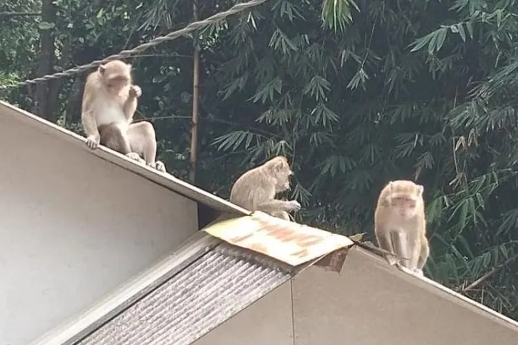 Kawanan monyet liar masuk ke peRmukiman warga di Kampung Andir, Desa Cikahuripan, Kecamatan Lembang, Kabupaten Bandung Barat beberapa hari terakhir. Meski tidak menyerang ke warga, namun keberadaannya meresahkan masyarakat sebab sering mengambil barang warga seperti makanan dan pakaian. (ist)
