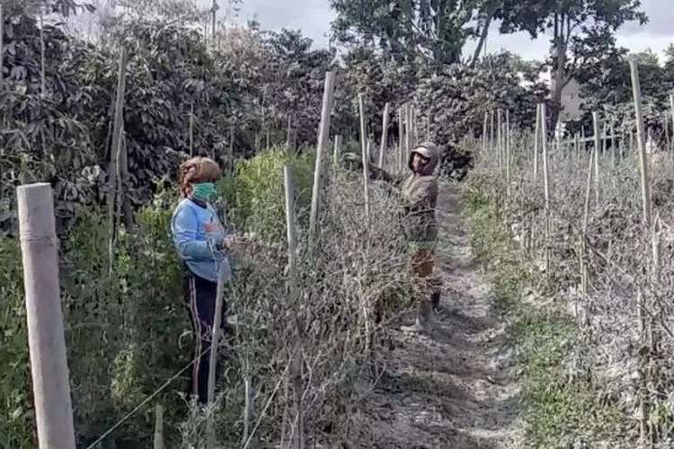 Kondisi ladang warga di Kecamatan Namanteran Kabupaten Karo, Sumatera Utara tertutup abu erupsi Gunung Sinabung. [Istimewa]