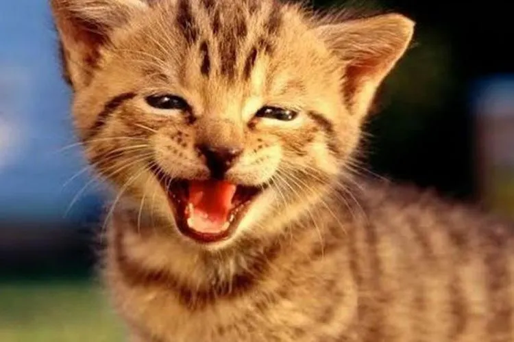 Ilustrasi kucing. (photo/boredpanda.com)