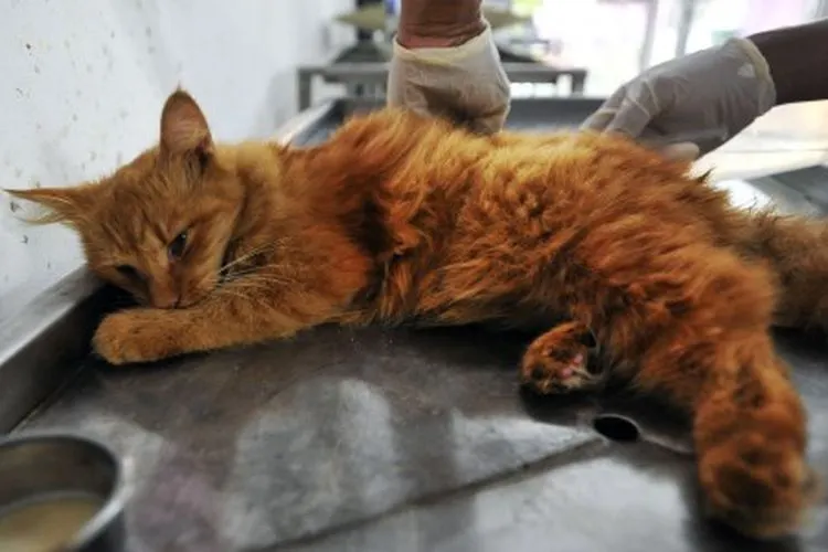 Petugas Puskeswan Dinas Peternakan Provinsi Banten menyuntik seekor kucing dengan vaksin anti rabies di Serang, Banten, Senin (22/7/2019). Guna mencegah penyebaran penyakit rabies Pemda setempat mencanangkan vaksinasi rabies secara gratis untuk hewan peliharaan seperti kucing dan anjing. ANTARA FOTO/Asep Fathulrahman/aww.