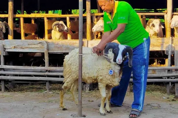 Hewan kurban yang dijual Sambudi. (Ayocirebon/Erika Lia)