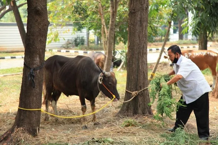Sapi yang diserahkan pada Pemkab Bekasi untuk dikurbankan dan disalurkan bagi masyarakat/Humas Pemkab Bekasi