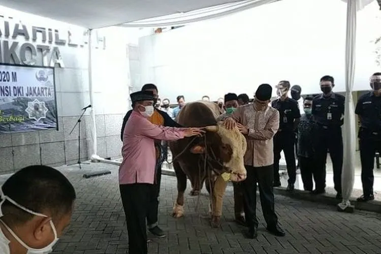 Gubernur Anies Baswedan menyerahkan sapi kurban di Masjid Fatahillah, Balai Kota, Jumat (31/7/2020). (Suara.com/Fakhri Fuadi)