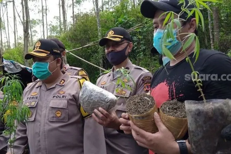 sebagai ilustrasi/ penemuan ladang ganja (Suara.com)