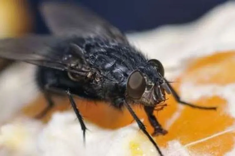 Lalat hitam. [shutterstock]
