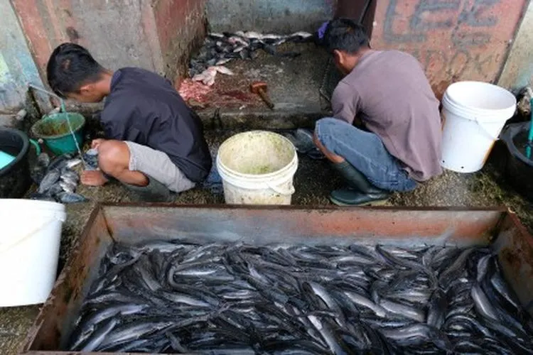 Ilustrasi--Pedagang membersihkan ikan Lele dagangannya di pasar ikan Gondang, Ngadirejo, Temanggung, Jawa Tengah Sabtu (1/6/2019). Menurut pedagang sejak dua pekan menjelang Idul Fitri penjualan ikan air tawar seperti Ikan Mas, Nila, dan Lele mengalami peningkatan hingga tiga kali lipat yang mencapai 100-120 kilogram per hari dibanding hari biasa yang hanya berkisar 30-40 kilogram per hari. ANTARA FOTO/Anis Efizudin/foc.