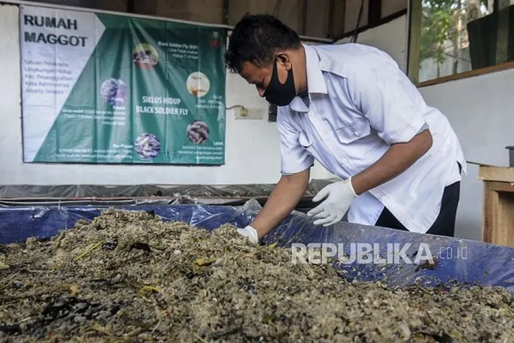 Petugas memberi makan ulat Maggot yang dibudidayakan di kawasan Pesanggrahan, Jakarta, Rabu (22/7/2020). Budidaya ulat Maggot yang dapat mengurai sampah organik itu sebagai salah satu cara untuk mengatasi permasalahan banyaknya limbah rumah tangga yang disalurkan ke tempat pembuangan akhir. Dalam satu hari, 66 gram ulat Maggot dapat menghabiskan dua kwintal sampah organik. Republika/Putra M. Akbar