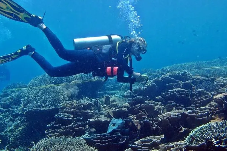 Ilustrasi menyelam/reefcheck.or.id