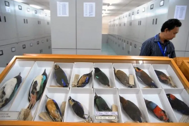Koleksi burung yang telah diawetkan milik Museum Zoologi, Widyasatwaloka, Cibinong/Antara
