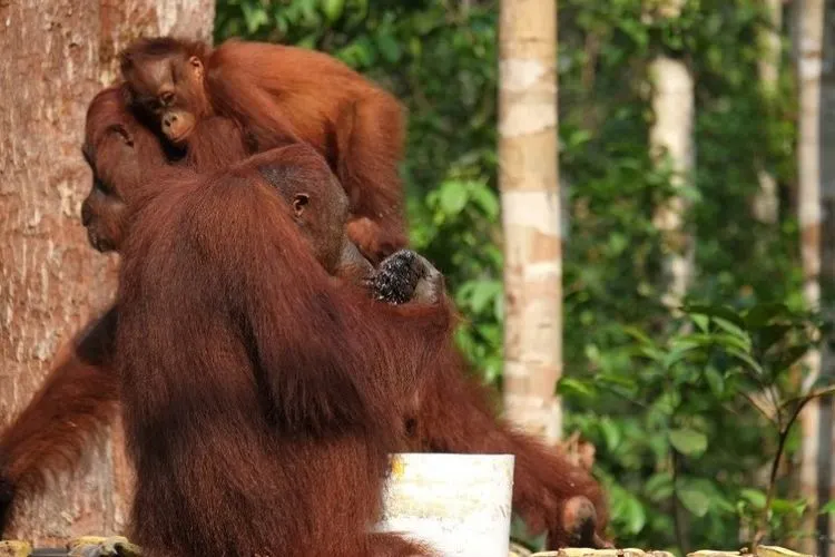 Anak orangutan melihat ke arah orangutan dewasa di gendongan induknya, saat datang ke tempat pemberian makan di Camp Leakey, Taman Nasional Tanjung Puting. Foto: Republika/Hazliansyah