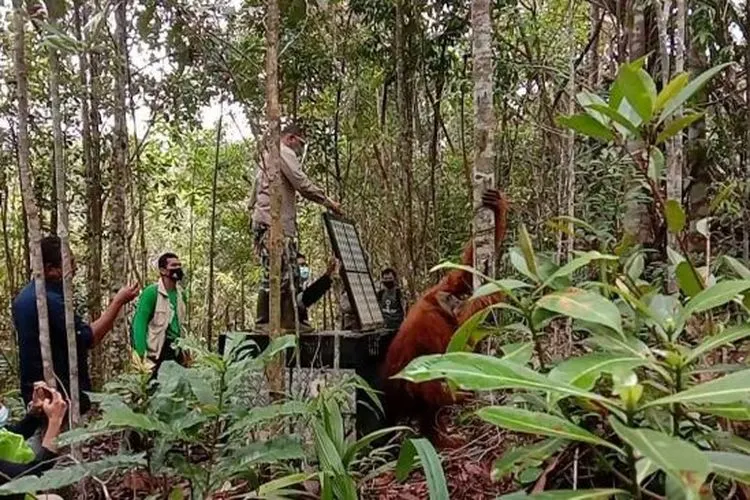 Orangutan dilepasliarkan di Cagar Alam Dolok Sipirok. [Foto: Istimewa)