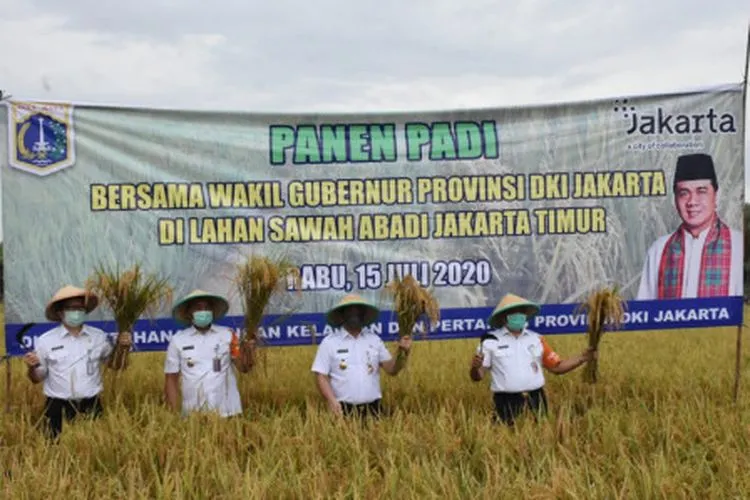 Panen padi di sawah abadi milik Pemprov DKI Jakarta/Mochamad Tresna Suheryanto/beritajakarta.id