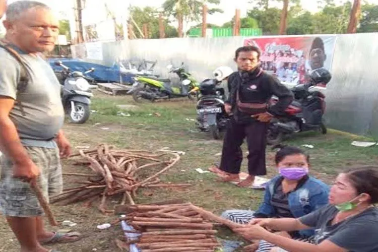 Tanaman Bajakah