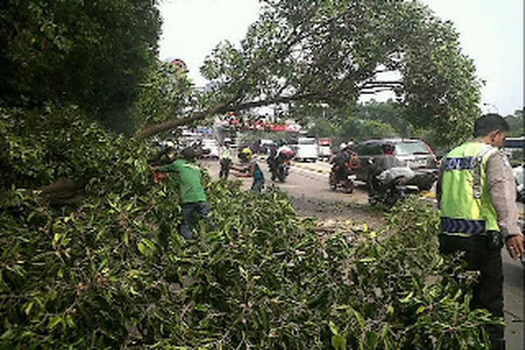 Penopingan pohon/Poskopohontumbang.blogspot.com