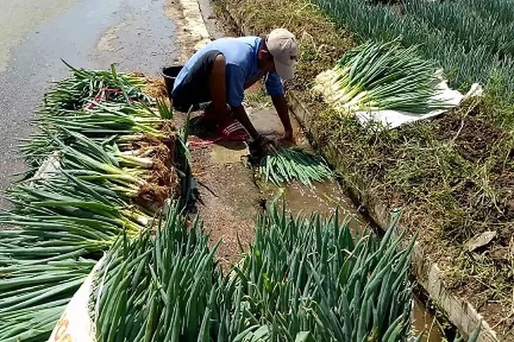 Petani di Desa Lebak Muncang, Kecamatan Ciwidey, Kabupaten Bandung, merasakan dampak dari pandemi Covid-19. (Ayobandung/Eneng Reni)