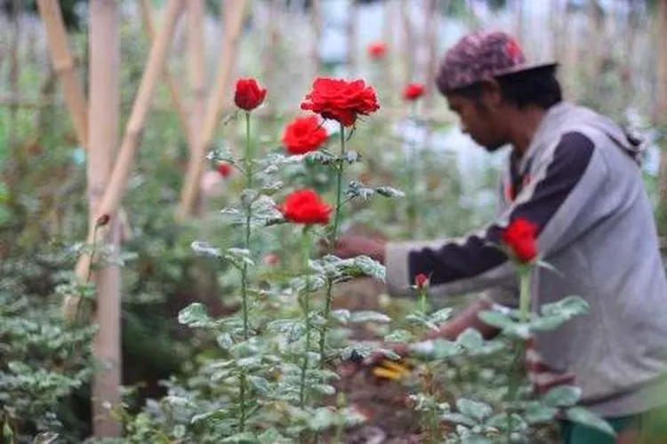 Petani Bunga. (Ayobandung.com/Irfan Al-Faritsi)