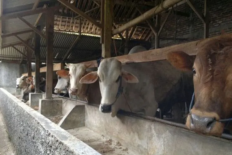 Peternakan sapi (Merdeka.com/Nurul Tirta Sari)