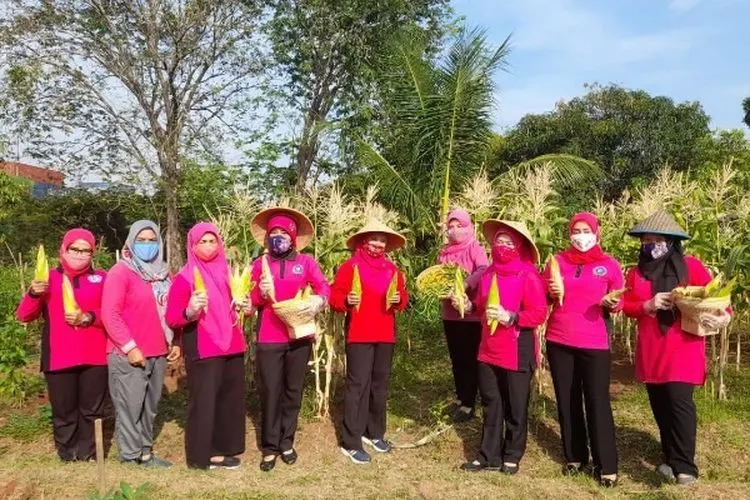 PKK Jakut menghadiri panen raya KWT Cemapaka RW 01 Rorotan/utara.jakarta.go.id
